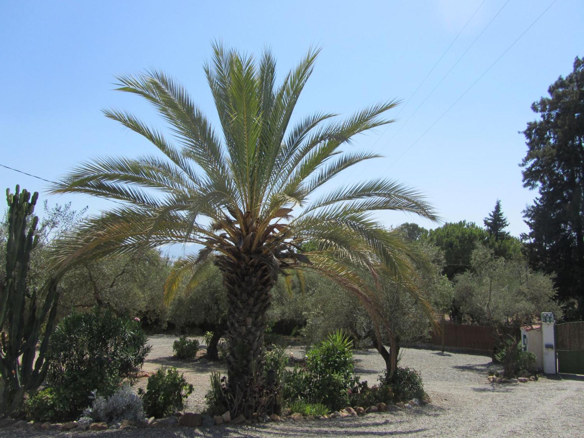 פיסארה La Casa Palmera - Caminito Del Rey מראה חיצוני תמונה